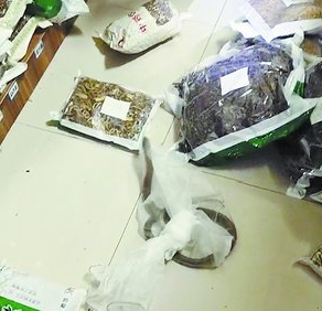眼鏡蛇誤入醫(yī)院中藥堆 氣溫升高市民要注意！
