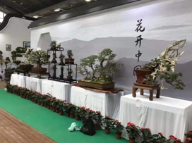 主題園展區(qū)展出精品盆景 傳播石獅花卉盆景文化
