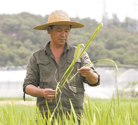 徐文昌:手拿“下田三寶” 致力于水稻育種研究