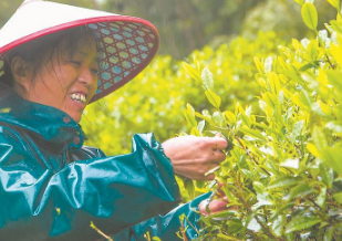 干坑紅茶與日月潭紅茶相搭配 探索兩岸紅茶業(yè)融合發(fā)展新路