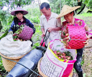 擔(dān)心陰雨天氣荔枝開裂 果農(nóng)紛紛冒雨采收