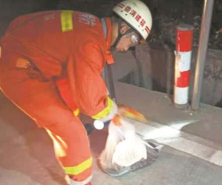 市民駕車(chē)遇到蟒蛇 民警、消防員合力捕捉