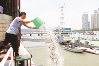 廈門海洋管理公務(wù)碼頭354.52萬(wàn)尾黃鰭鯛被放流