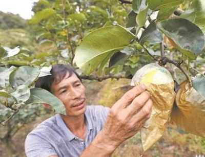 荒山開(kāi)荒種下百棵梨樹(shù) 帶動(dòng)老百姓增收致富