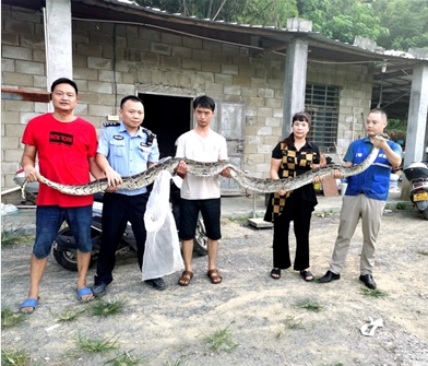 5米巨蟒吞食20多斤黑山羊 專業(yè)人員將其生擒