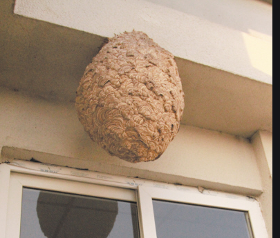 幼兒園發(fā)現(xiàn)一個(gè)馬蜂窩 消防員將其套住并摘除