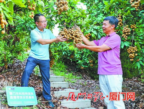 打通優(yōu)質(zhì)新鮮龍眼銷路 果農(nóng)豐產(chǎn)又豐收