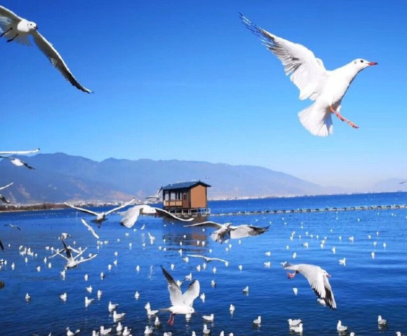 熱心村民路邊發(fā)現(xiàn)受傷大鳥 工作人員確認(rèn)為野生動物