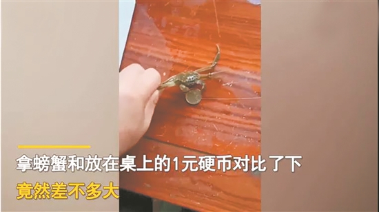 一男子網(wǎng)購大閘蟹 20只大閘蟹只有硬幣大小