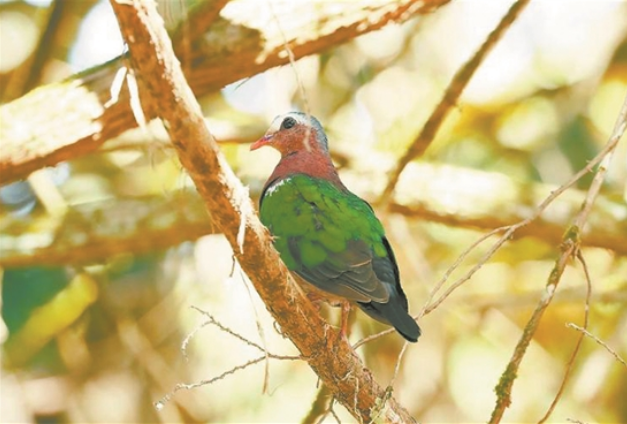武夷宮景區(qū)發(fā)現(xiàn)綠翅金鳩 鳥類新增到第391種