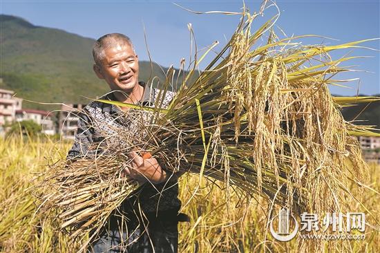洛江區(qū)千畝水稻田喜迎豐收 預計收成可達1100斤