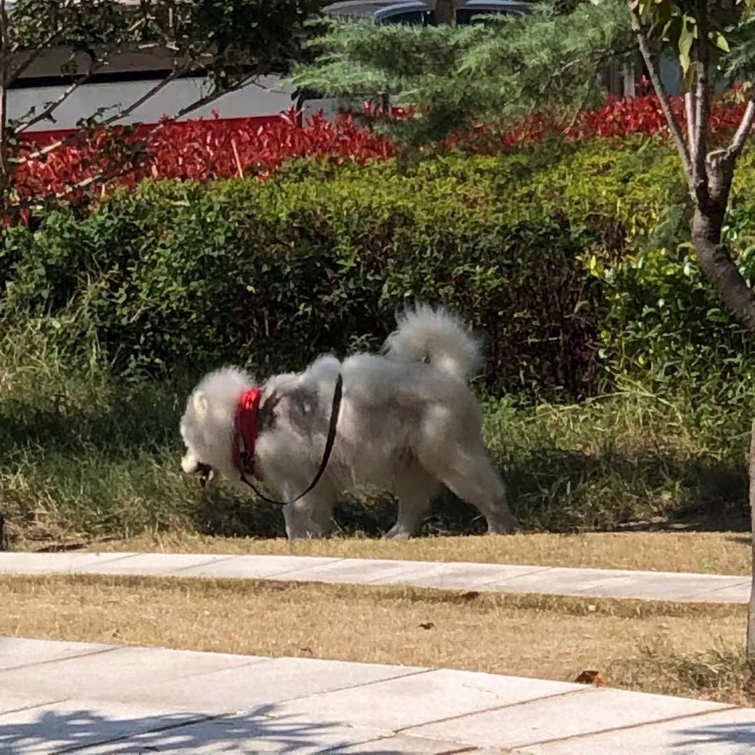 市民家養(yǎng)邊牧幼犬被偷走 嫌疑人被依法行政拘留