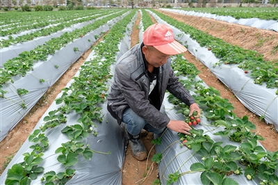 永寧農(nóng)場草莓還有半個月即將成熟 可供市民采摘游玩