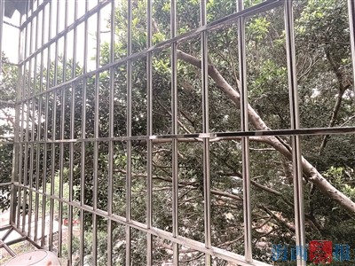 大榕樹成周邊安全隱患 成本太高成學(xué)校修剪難題