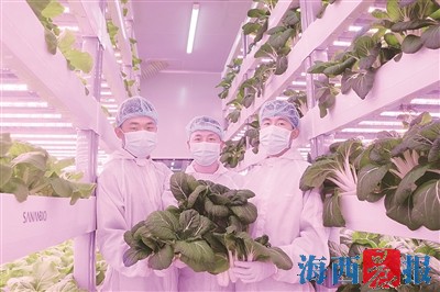 “菜園子”為航天員提供健康蔬菜 現(xiàn)已悄然走進市民生活