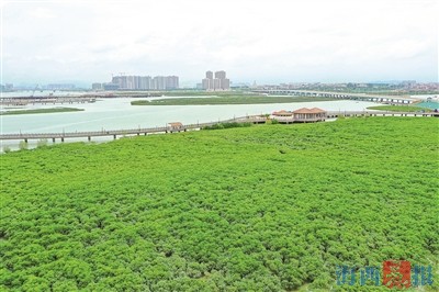 廈門促進和加快海洋行動 聯(lián)合國特使點贊廈門紅樹林 