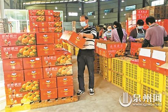 永春蘆柑順利出口東南亞國家 產(chǎn)季出口持續(xù)到明年5月份