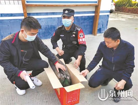 臺商區(qū)一戶人家里突然竄入一只“大鳥” 竟是保護動物