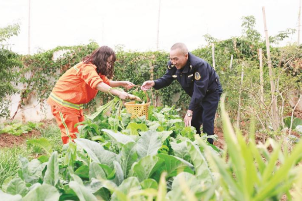 利用閑置土地開墾小菜園 綠色蔬菜豐富職工餐桌