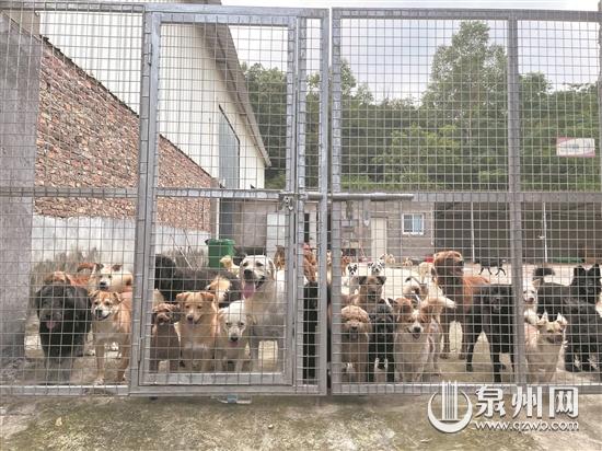 洛江新庵村有一處救助基地 是百余只流浪狗“避風港”