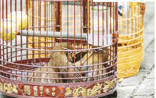 漳州舉行籠養(yǎng)畫眉鳥文化節(jié)活動 遛鳥場拉開“戰(zhàn)幕”