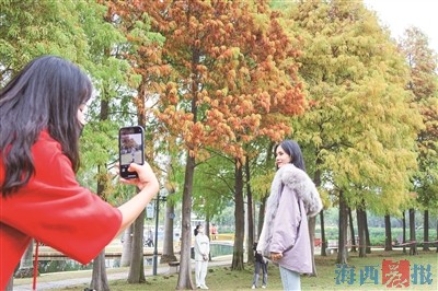 廈門落羽杉變換出古銅色葉片 眾多市民游客慕名而來
