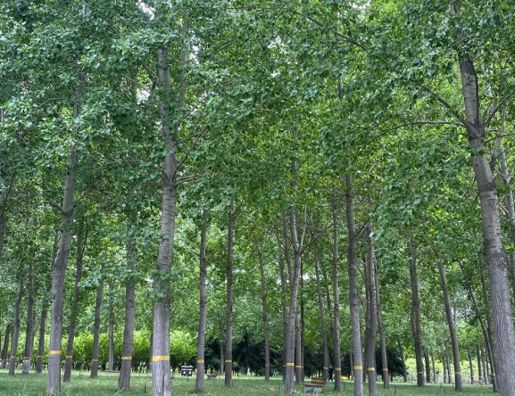 泉州市加強樹木和園林綠化保護(hù) 從嚴(yán)查處毀綠行為