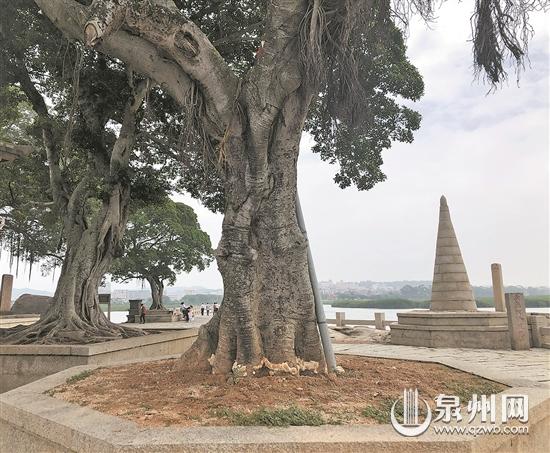 榕樹感染“靈芝菌”進(jìn)入危險(xiǎn)期 相關(guān)部門進(jìn)行砍伐清理
