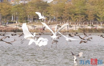 老朋友鸕鶿來(lái)到廈門園博苑生態(tài)島越冬