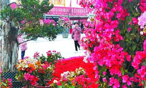 漳州臺商投資區(qū)花卉市場開業(yè) 近百家商家已進駐
