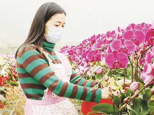 基地+農(nóng)戶+科技 蘭花走俏市場 