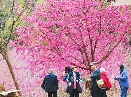永泰200多畝櫻花綻放 春節(jié)期間進入最佳觀賞期