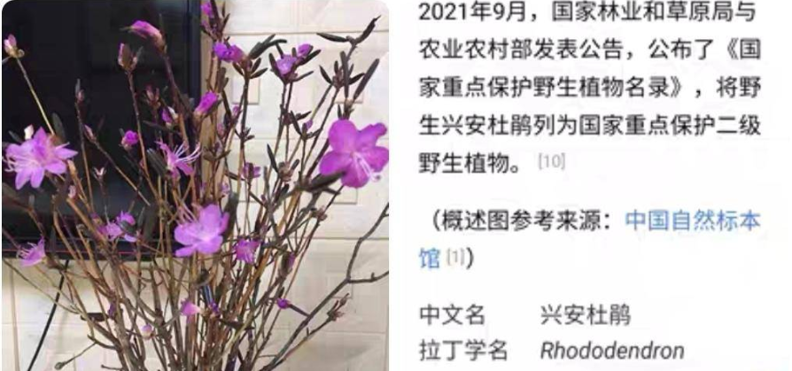 “干枝杜鵑”受歡迎？買了小心違法