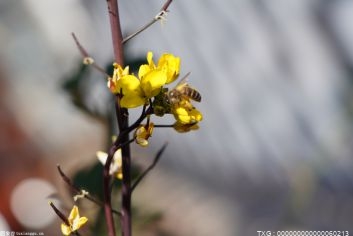 園博小鎮(zhèn)一期項(xiàng)目設(shè)計(jì)即將啟動(dòng) 未來規(guī)劃打造多功能地標(biāo)街區(qū)