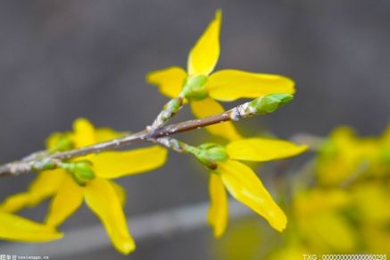 一朵盛開(kāi)的花 統(tǒng)計(jì)之花