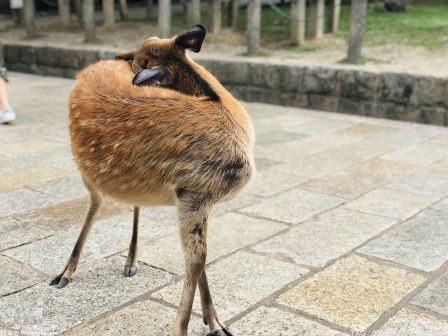安徽開展“2022清風(fēng)行動” 加強(qiáng)野生動植物保護(hù)