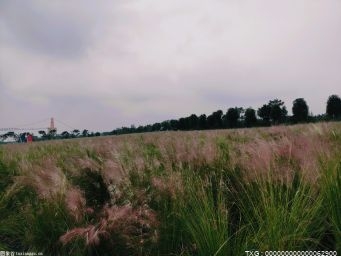 安徽省多措并舉為野生動植物護航 促進了人與自然和諧共生