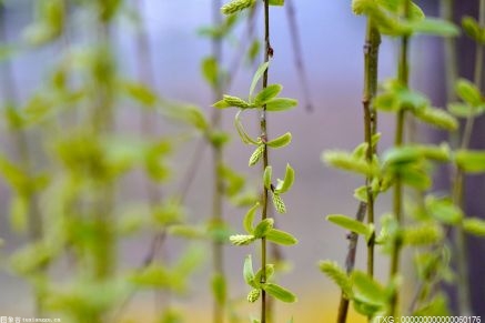 浙江交通集團(tuán)高速公路志愿者 聯(lián)合開(kāi)展植樹(shù)造林主題活動(dòng)