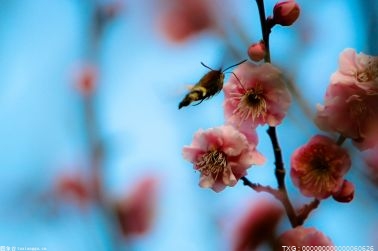 廬江縣黃陂湖濕地迎來(lái)越冬候鳥(niǎo) 候鳥(niǎo)集結(jié)北遷