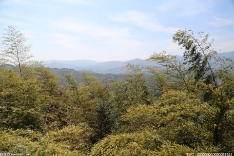 安徽省各地有序推進植樹造林 綠綻枝頭春風(fēng)暖
