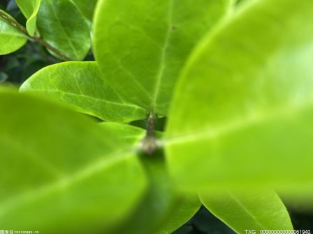 來安縣完成植樹造林面積1000畝 深化新一輪林長制改革