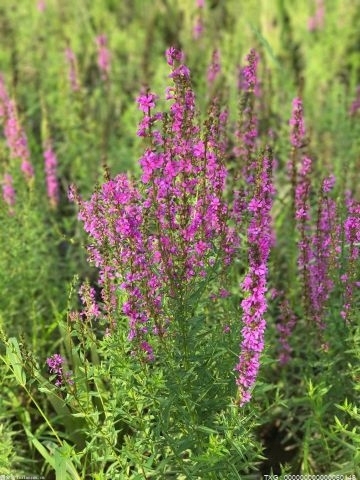 黃山油菜花攝影旅游季啟動 “創(chuàng)意黃山、美在徽州” 