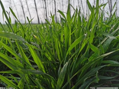 安徽社會化服務 讓春耕生產(chǎn)效率更高質(zhì)量更好
