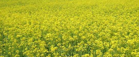 舒城開展油菜菌核病防控培訓 保障油菜穩(wěn)產(chǎn)增收
