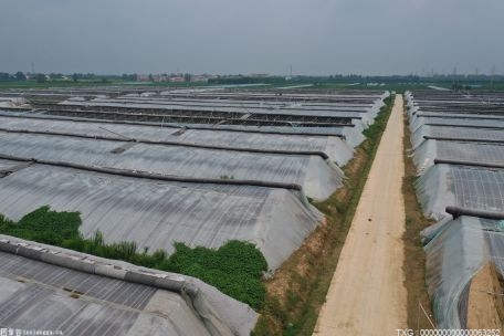 譙城區(qū)觀堂鎮(zhèn)志愿服務(wù)貼民心 打通服務(wù)群眾“最后一公里”