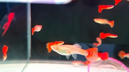 廬江縣白湖鎮(zhèn)發(fā)展魚苗養(yǎng)殖 助力鄉(xiāng)村振興