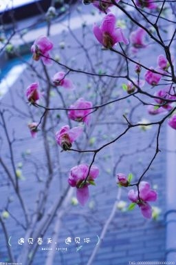 春分節(jié)氣來臨 草長鶯飛花滿枝頭