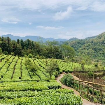 黃山茶山開滿地 綠色防控工程全面啟動