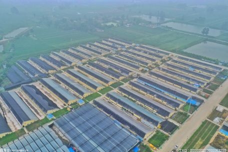遼寧助力17個(gè)重點(diǎn)幫扶縣 力保農(nóng)民收入增速超全省