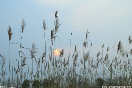 浙江余杭從“稻”出發(fā)扎根于田 以數(shù)字賦能現(xiàn)代農(nóng)業(yè)